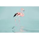 Livingwalls papier peint photo ARTist Flamingo Water