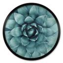 Plakat Agave 02