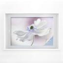 Lámina de privacidad Disher - Anemone Breeze