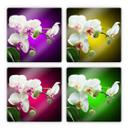 Tableau en verre - Floraison d'une orchidée - carré