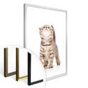 Póster gatito curioso