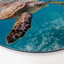 Wandcirkel Alu-Dibond Traveling Turtle