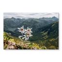Akrylbillede hvid alpin edelweiss på bjerget