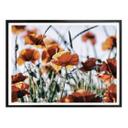 Póster Amapolas en el campo