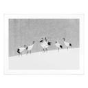 Poster Marchegiani - Des grues dans la neige