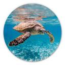 Wandcirkel Alu-Dibond Traveling Turtle