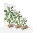 Botanisk illustration af en falsk kamelia på et bord - Walcott