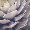 Nature cactus plant tapet i lilla-grå - non-woven tapet Designwalls 2 - 2,55 x 3,5 m