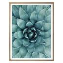 Póster Agave 02