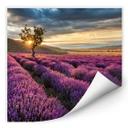 Zelfklevende Poster Lavendelbloemen in de Provence