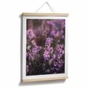 Póster Flor de brezo púrpura con luz cálida - Annie