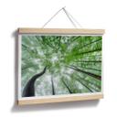Poster Pavlasek - Cime des arbres verts