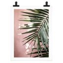 Póster hoja de palmera delante de pared rosa - Böhmer