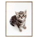 Póster gatita embarazada