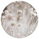 Tørrede blomster i bløde toner Fototapet - Annie - Rundt - vliesetapet/selvklæbende non-woven tapet