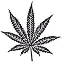 Cannabis