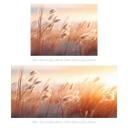 Fotomural naturaleza hierba de las dunas en el sol de la tarde - Treechild
