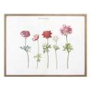 Plakat - Anemoner