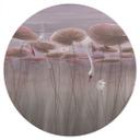 Muursticker lotusbloemen met zwaan in water in donkerroze - Ms Tiff - Rond
