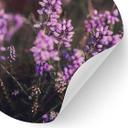 Vinilo decorativo Flor de brezo púrpura en luz cálida | Flores adhesivo mural - Annie - Redondo