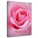 Canvasbillede, Lyserøde blomstrende planter