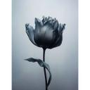 Fotomural de tulipanes aterciopelados en negro - Paksoylu