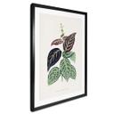 Plakat Illustration af blade - Bignonia Argyro Violascea