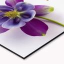 Revêtement pour cuisine - Alu-Dibond - Fleurs roses - Argenté