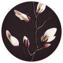 Tapet cirkel Treechild - Magnolia Blossoms - vliesetapet/selvklæbende non-woven tapet