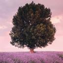 Papel pintado Campos de lavanda púrpura al atardecer - Cevik