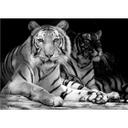 Fototapet - To Kongetigre