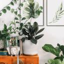 Plakat - Kvilis - Palm Leaf