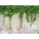 Designwalls tapet i grøn og grå non-woven tapet ClimbingLeaves beton look 