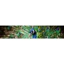 Fototapet Beautiful Peacock - Panorama - 48x260 cm