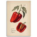 Canvasbillede, Grøntsagshøst Paprika