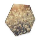 Hexagon Dibond Mexican Daisy