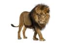 Mural de ventana Real Lion