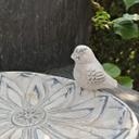 Vogeltränke Wasserschale Beton - 25x15 cm