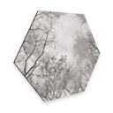 Hexagon Dibond High in the Trees