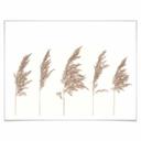 Plakat - Reed Grass