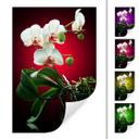 Zelfklevende Poster - Beautiful Orchid
