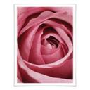 Plakat - Den rosa rose