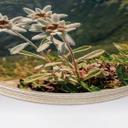 Cuadro de madera edelweiss blanco alpino en la montaña - redondo