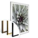 Affiche - Agave 01