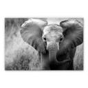 Akrylbillede Jumbo, den lille elefant