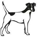 Fox Terrier