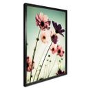 Poster - Cosmos roses