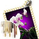 Poster - Floraison  d'une orchidée
