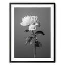 Póster 1X Studio - Peonía en blanco y negro
