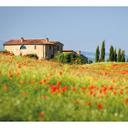 Fototapet - Toscana